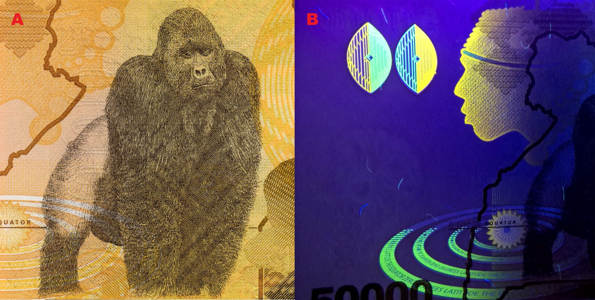 Obrázek 7. A) Samec gorily horské (Gorilla beringei beringei). B) UV pozitivní pole reverzu