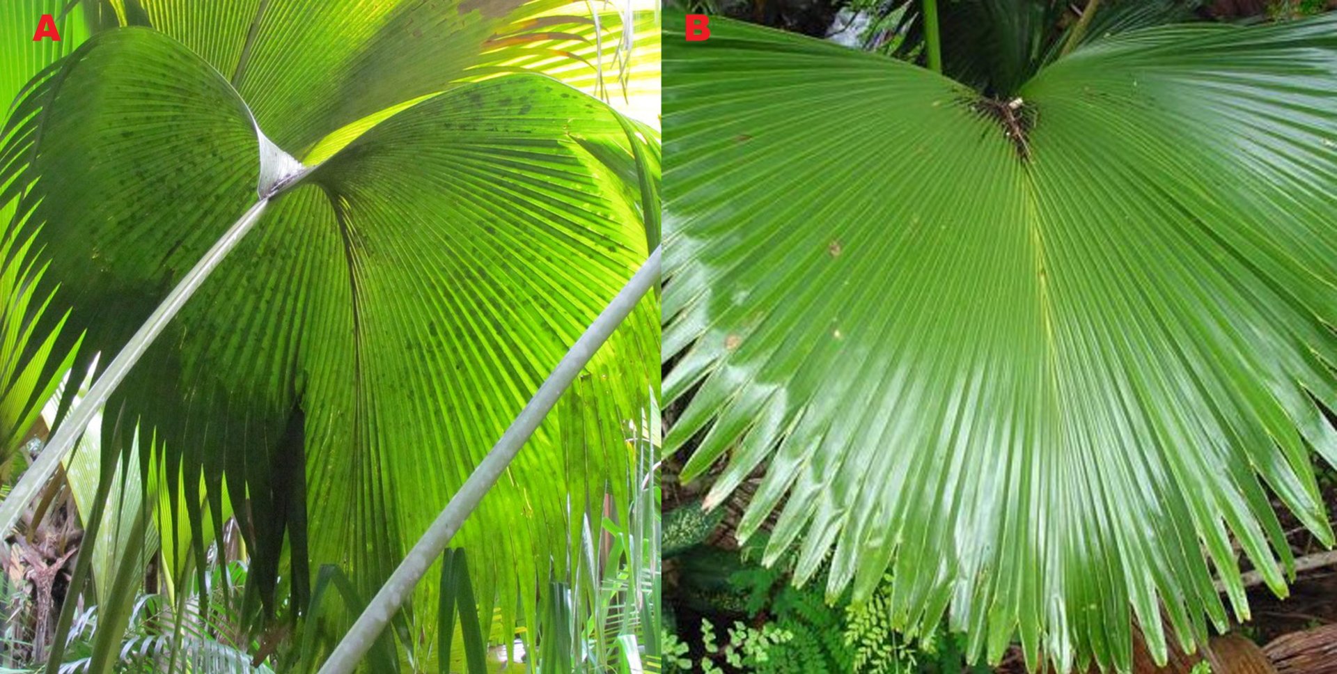 Obr. 2. Listy palmy Lodoicea maldivica. A) Autor: Dan. Převzato z  https://www.flickriver.com/photos/ twiga_swala/7840613048 B) Autor: Kam Hong Leung. Převzato z: https://www.flickriver.com/photos/