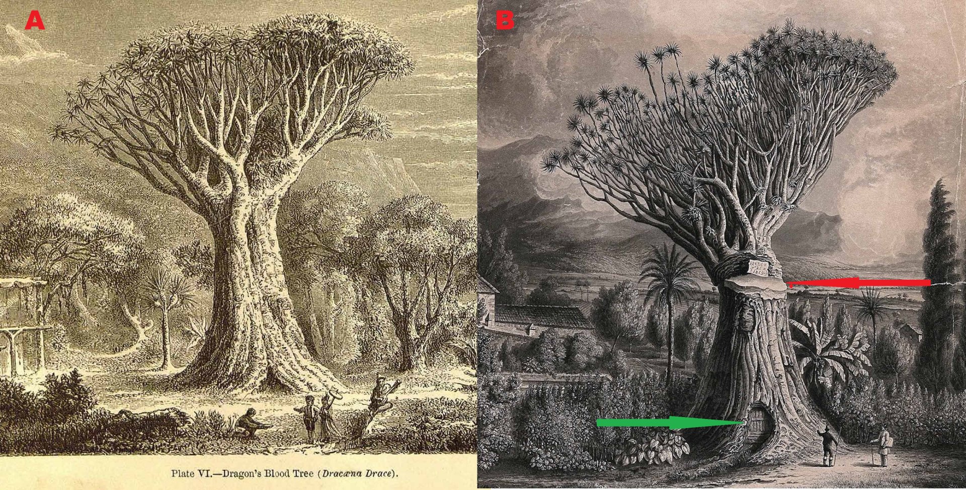 4. A) Dobová rytina největšího popsaného jedince Draceana draco v lokalitě Orotava. Publikováno v The Garden, Vol.1, March 23, 1872, str. 399, Autor: A.Faguet, 1867 Převzato a upraveno z: http://www.plantillustrations.org/taxonomy.php?id_taxon=9224B) Tent