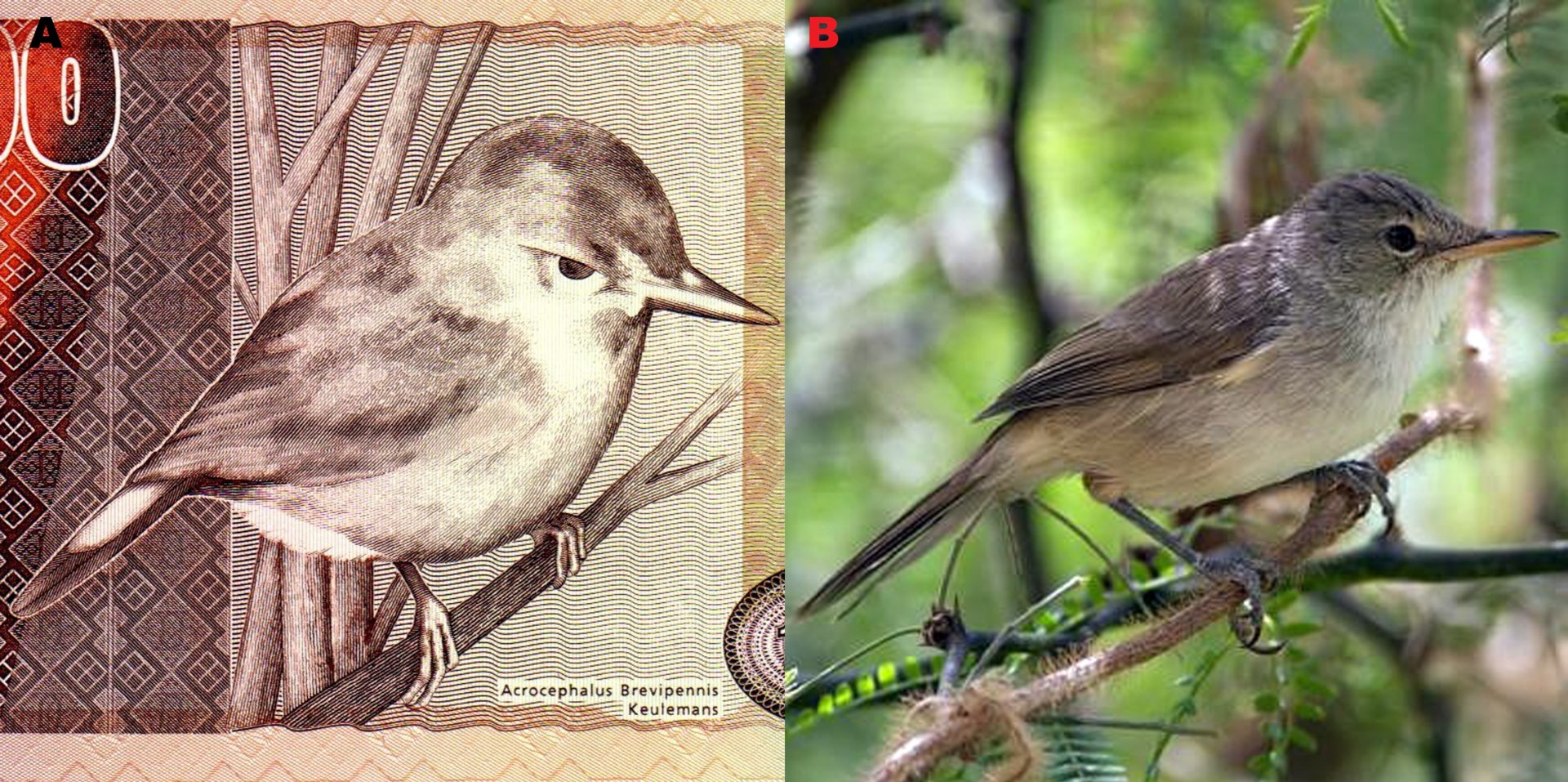 Obr. A) Rákosník kapverdský (Acrocephalus brevipennis) ve výřezu bankovky P65. B) Podobná fotografie rákosníka kapverdského. Autor: Daniel Mauras. Převzato a upraveno z: https://cocheurs.fr/especes/ espece. php?id=822