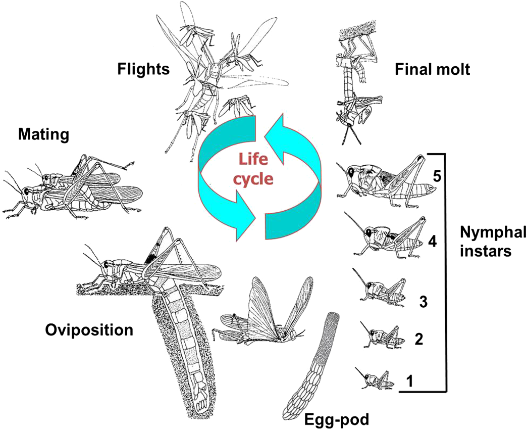 4. Životní cyklus sarančete pustinného. Převzato z: Locusts and remote sensing: a review. Alexandre V. Latchininsky.  University of Wyoming, Department of Ecosystem Science and Management, 1000 E. Journal of Applied Remote Sensing 075099-32 Vol. 7, 2013