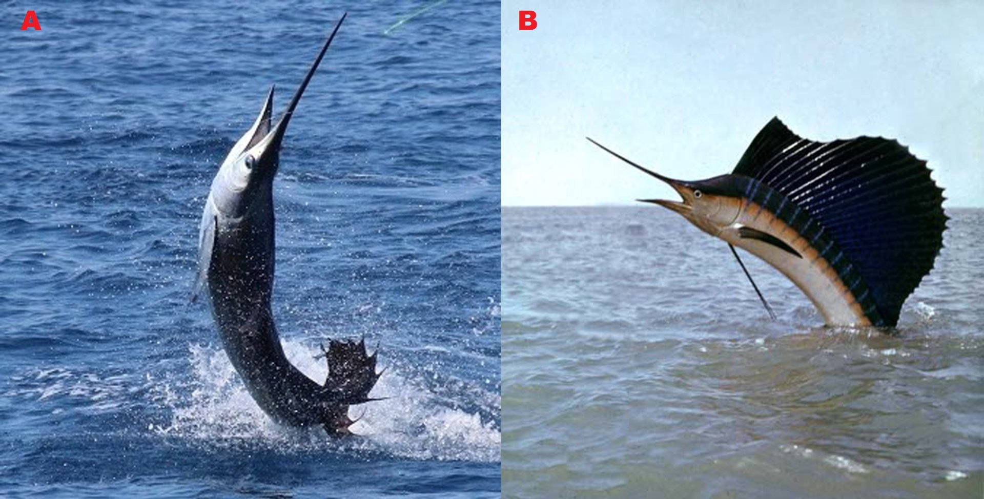 Obr. 1. A) Lov plachetníka širokoploutvého. Autor: Jon Dahlager, PuraVida Protography. Převzato a upraveno z: https://fishingbooker.com/fish/sailfish B) Plachetník ve výskoku nad hladinu. Autor: ND. Převzato z: https:/ /www.worldlifeexpectancy.com/fish-li