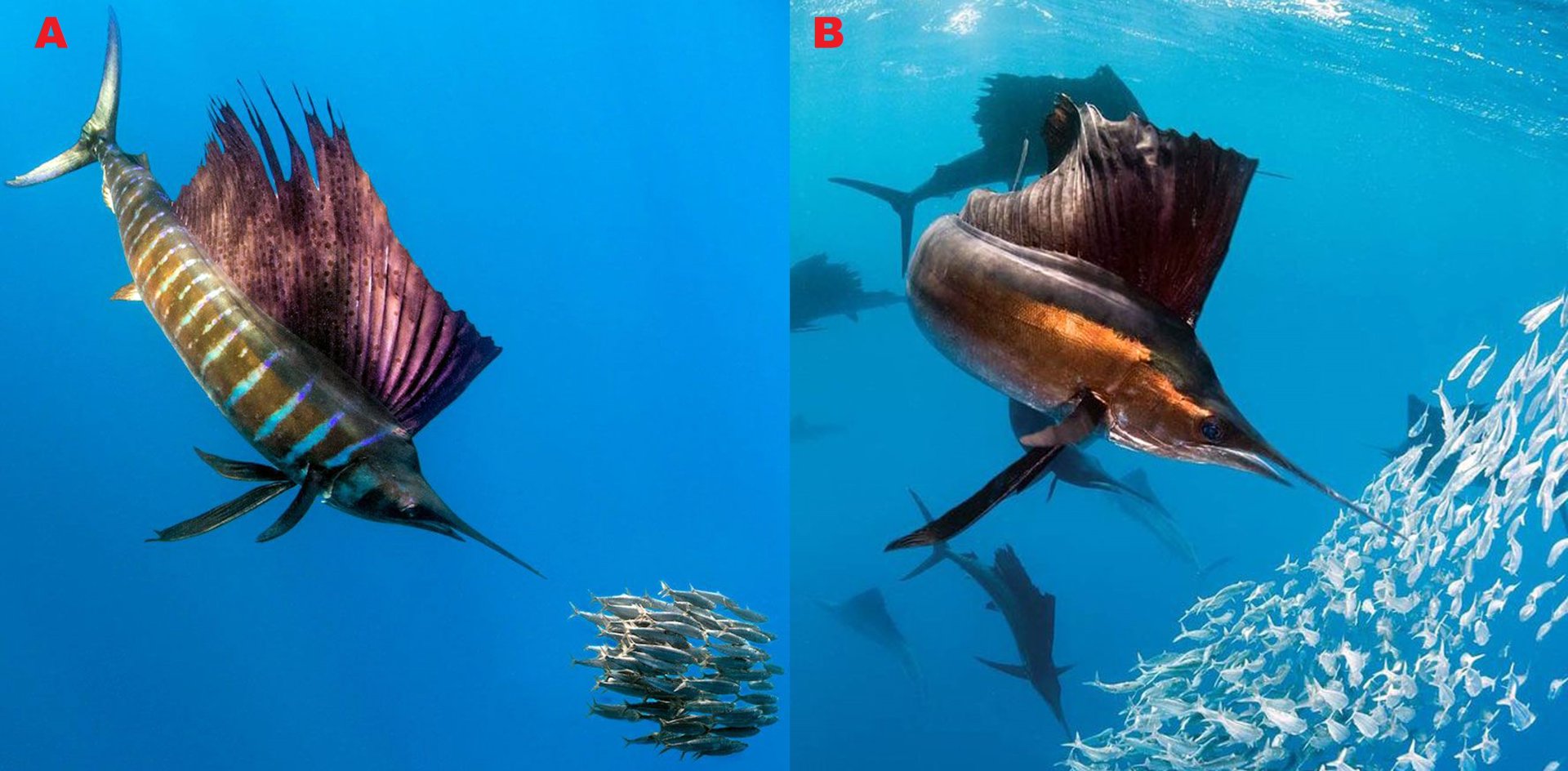 Obr. 2. A) Plachetník útočící na hejno ryb. Autor ND. Převzato z: https://www.globesailor.fr/croisiere-privatisee-peche-aux-seychelles-cp65.html B) Podobný záběr lovícího plachetníka. Autor: Martin Strmiska. Převzato z https://www.seapics. com