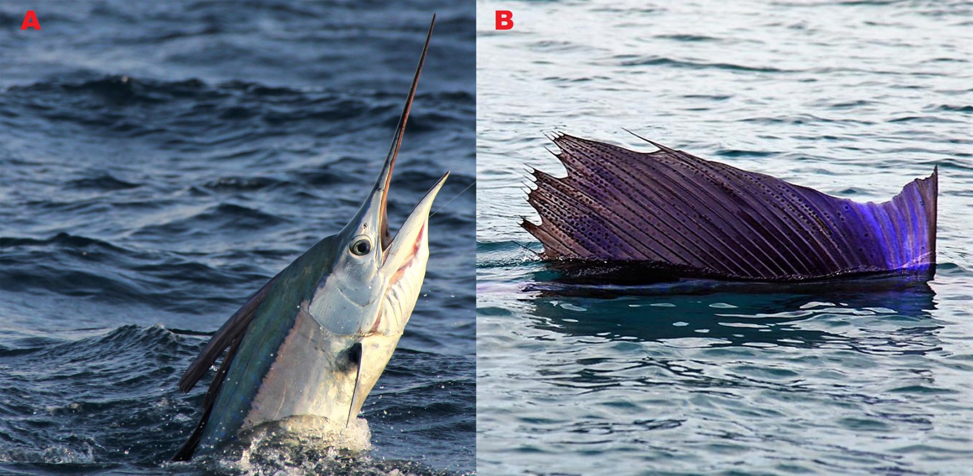 Obr. 4. A) Záběr z lovu plachtníka. Autor: Christopher Collins. Převzato a upraveno z: http://www.floridasportsman.com /2017/04/01/features_florida_sailfi shfishing_basics/ B) Detail hřbetní ploutve plachetníka širokoplvoutvého. Autor Benjamint444 Převzat