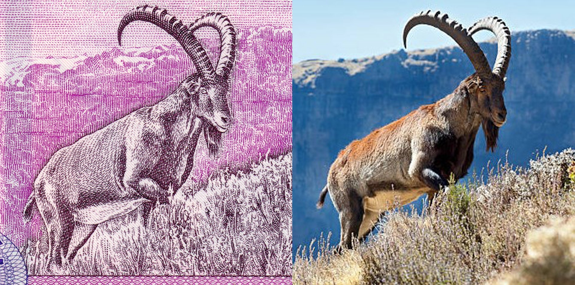 Obrázek 1. A) Kozorožec walia (Walia ibex) je ústředním motivem reverzu bankovky P#56. B) Fotografická předloha. Autor: Guenter Guni, 2011. Převzato z: https://baregotatours.com/