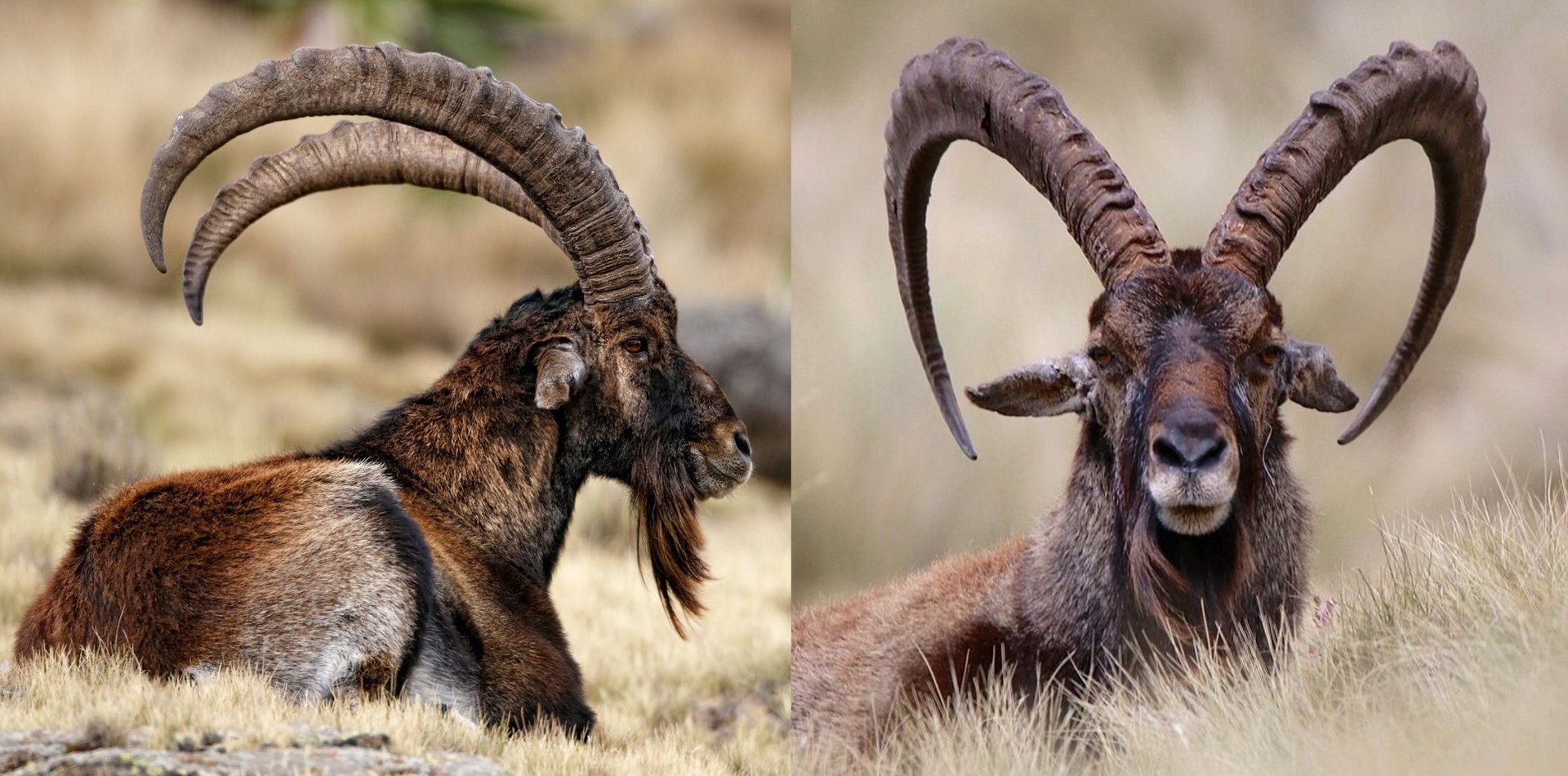 Obrázek 2. A) Sedící kozorožec walia, boční pohled. Autor: Ignatio Yufera. Převzato z: https://simienpark.org /simien-mountains-flora-and-fauna/470_1walia_ibex_male-300x200/ B) Sedící kozorožec walia, čelní pohled. Autor: Lisa Wakida. Převzato z: https://dailywildlifephoto.nathab.com/photos/16270-symmetry-in-nature-05-09-2020