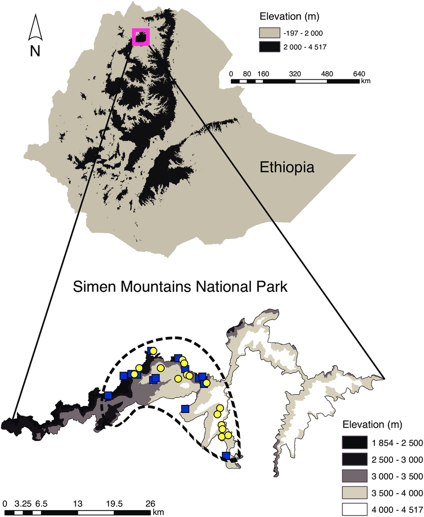 Obrázek 4. Mapa Etiopie a národního parku Simien Mountains. Žluté kroužky a přerušovaná čára označuje hlavní stanoviště kozorožce Walia. Převzato z: https://www. researchgate.net/ publication/305327153_DNA_Metabarcoding_Reveals_Diet_Overlap_between_the_Endangered_Walia_Ibex_and_Domestic_Goats_-Implications_for_Conservation