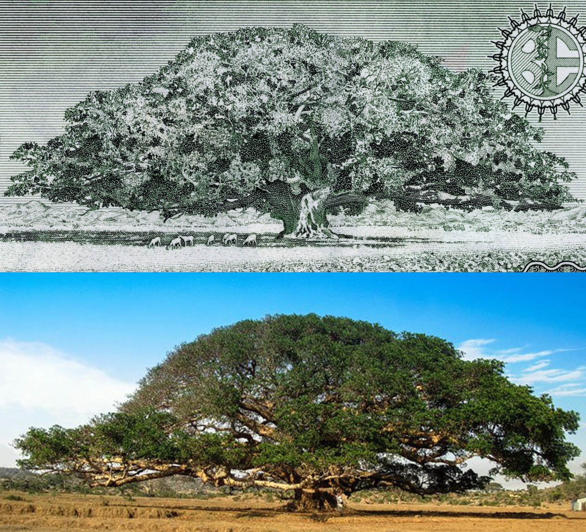 1 A) Výřez z reverzu bankovky Eritree P-2 B) Současný stav stromu Ficus sycomorus zobrazeného na bankovce P-2. Převzato z: https://www.shutterstock.com/cs/image-photo/actual-tree-five-nakfa-bank-note-124364134 Autor: Matej Hudovernik