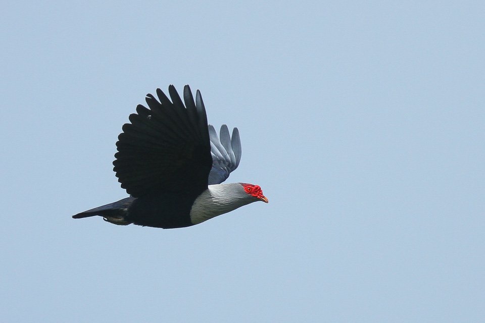6. Letící holub bradavičnatý. Převzato z:  http://surfbirds.com/gallery/search2.php?species=&photographer=&location=&country=Seychelles&start=21