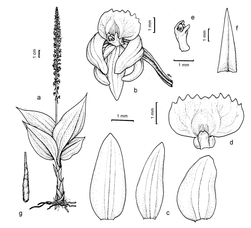 2. Stavba květu Malaxis seychellarum. Převzato z Margoňska Hana B., Szlachetko Dariusz L.: Materials to the Revision of the Genus Seidenfia (Orchidaceae, Malaxidinae), with a Description of a new Species. Polish Botanical Journal 45 (1): 47-62, 2001