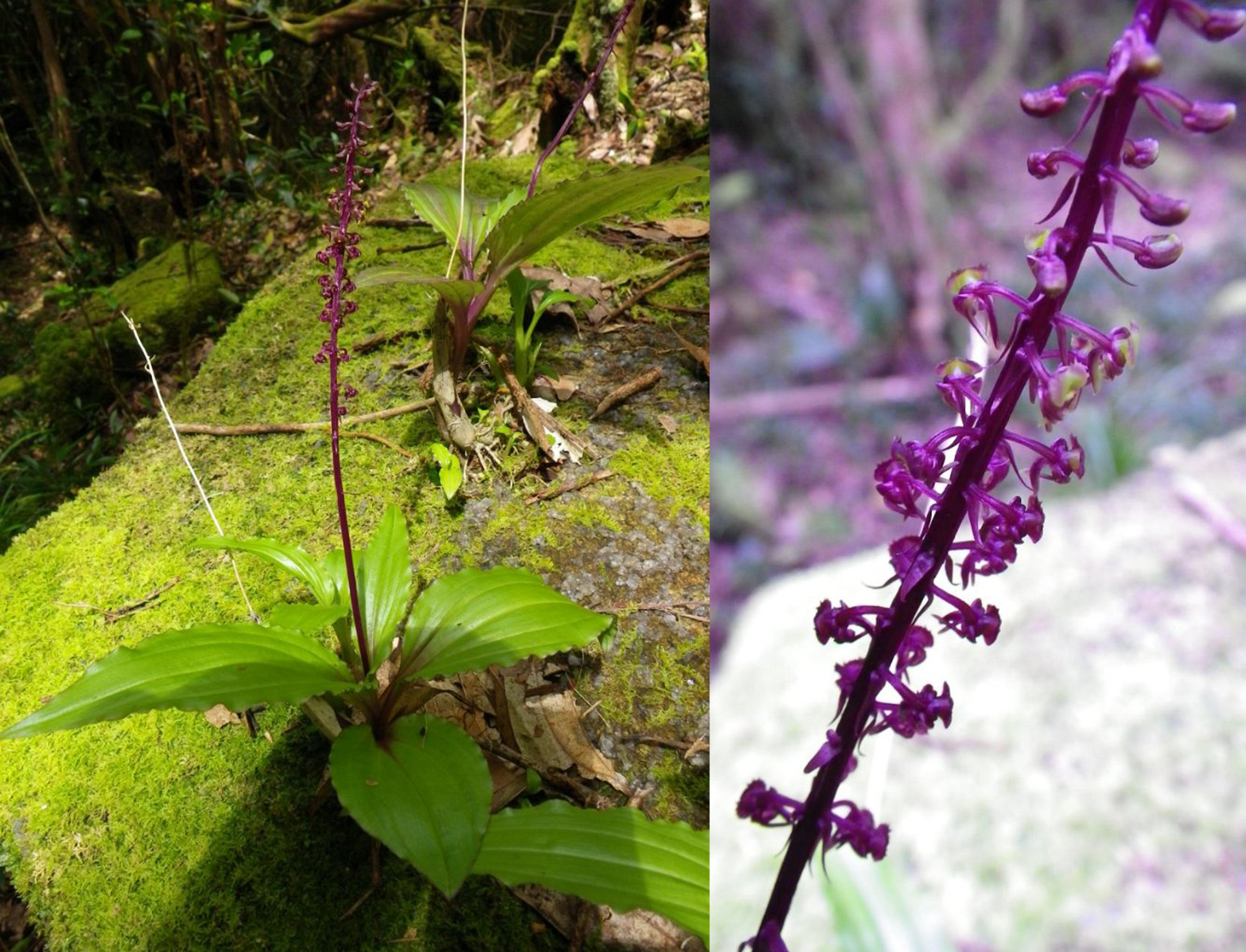 3. Přisedlý růst ke skále a detail květenství Malaxis seychellarum. Autor obou snímků: Urs Zimmermann, převzato z: https// www.nepenthes.ch /Seychelles/