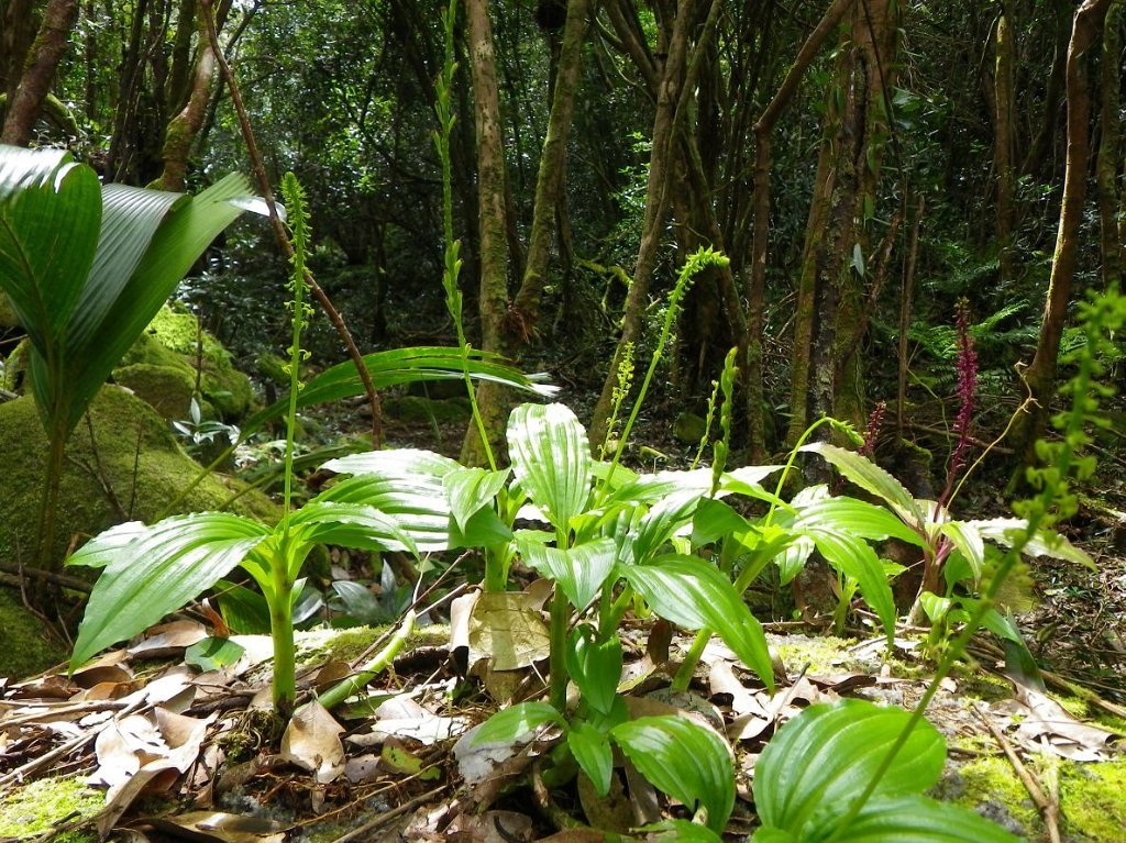 4. Skupina několika jedinců Malaxie seychellarum v lokalitě národního parku Morne Seycheloise. Autor: Urs Zimmermann, převzato z www.nepenthes.ch /Seychelles/