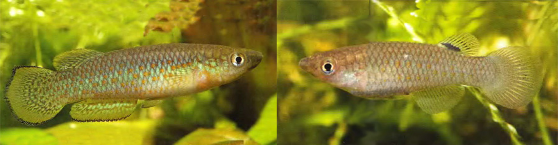2. A) Sameček a B) samička štikovce ozdobného. Převzato z www.aquariumhome.ru/.htm