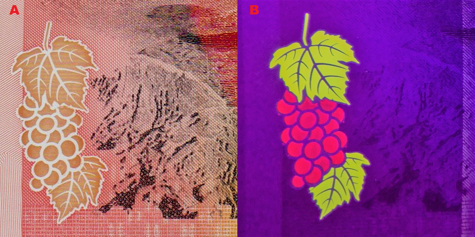 Obrázek 5 A) Motiv vinného hroznu a listů na reverzu bankovky. B) vpravo pod UV nasvícením.