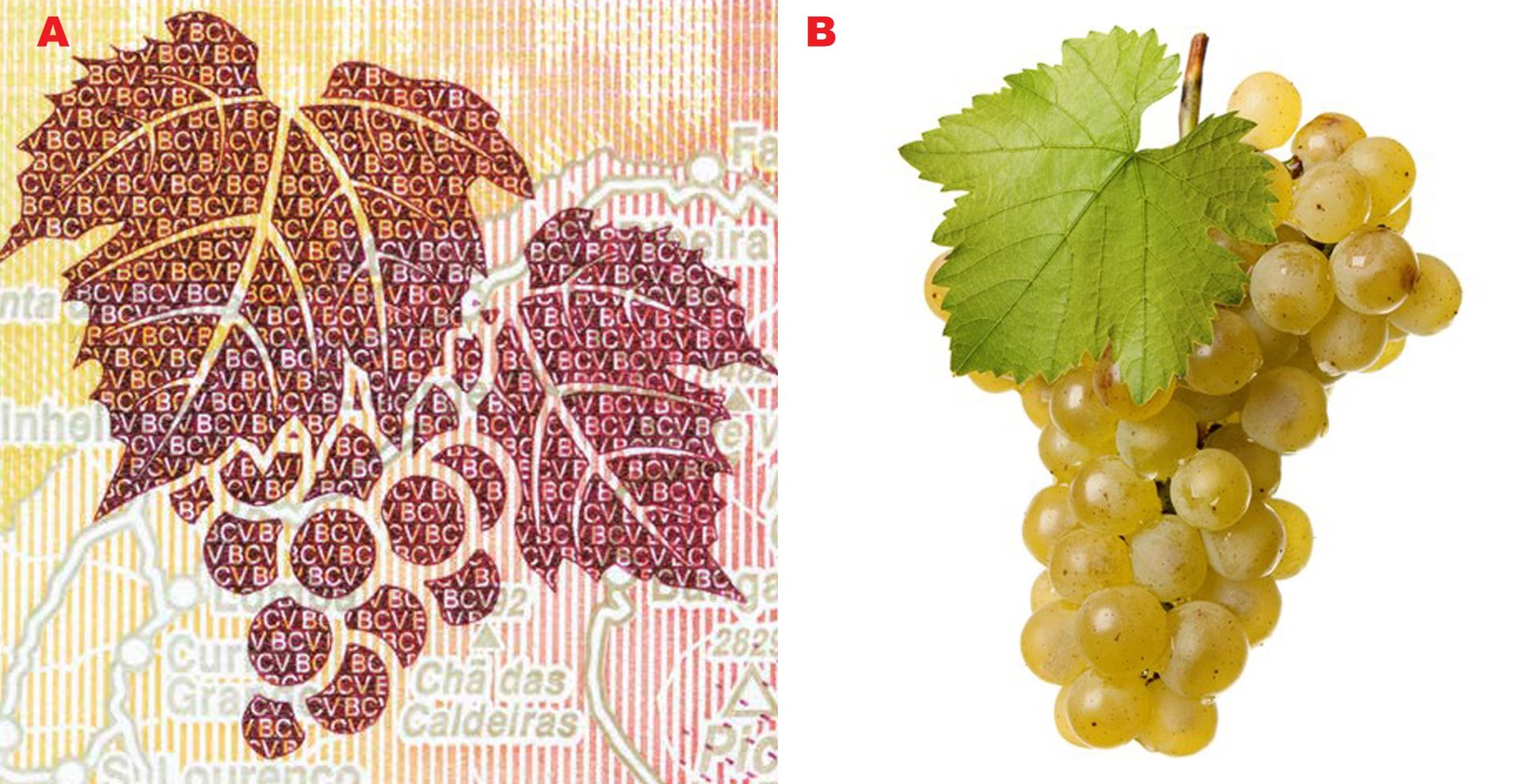 Obr 1 A) Kresba listů a plodu révy vinné (Vinis vinifera) tvořená negativním mikropísmem, výřez z averzu bankovky P#71. B) Ilustrační fotografie