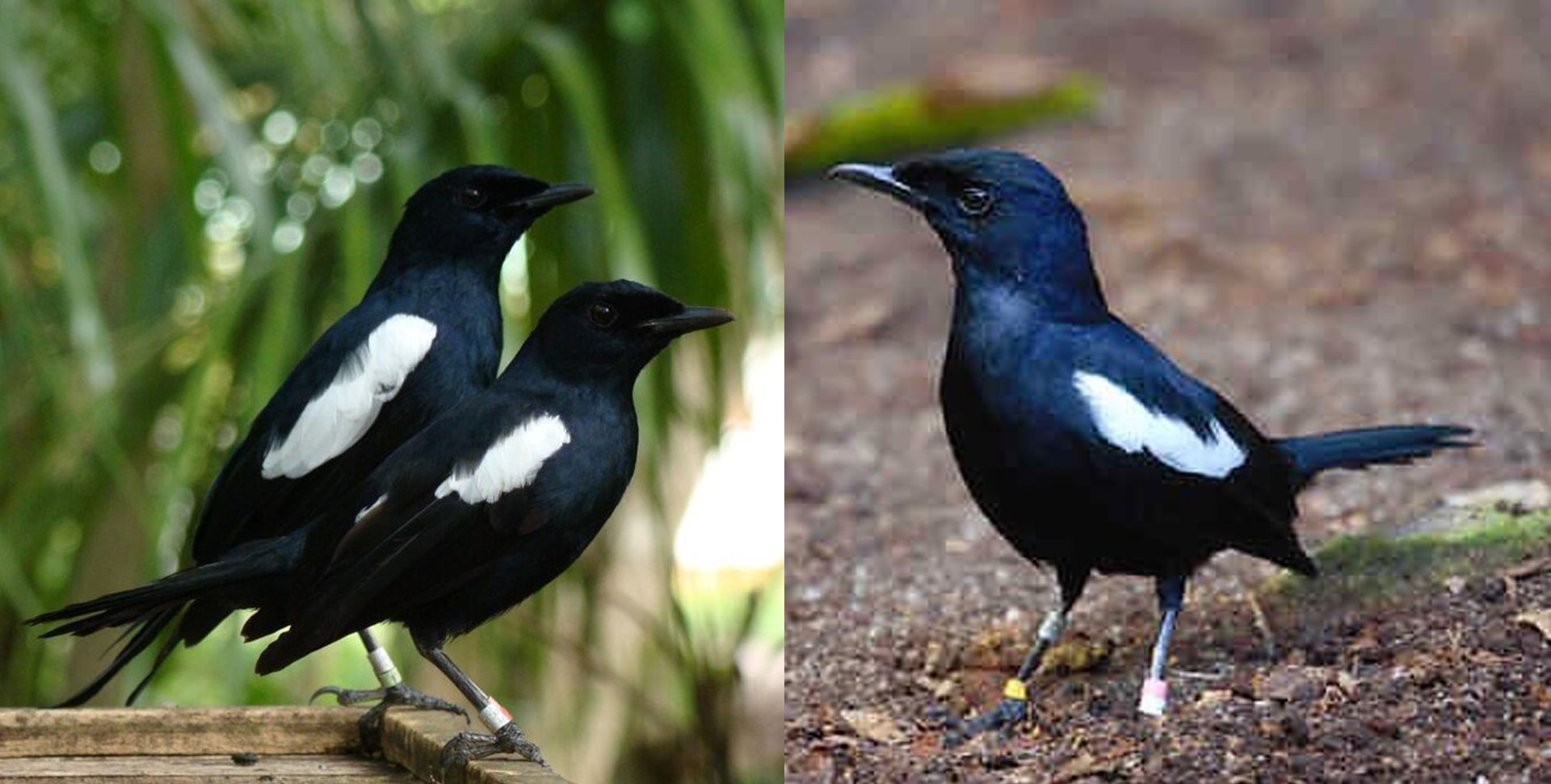 Obr. 2 Pár dospělých jedinců šámy seychelské na ostrově Denis. Převzato z www.savingparadise. wildlifedirect.org/tag/seychelles-magpie-robin/