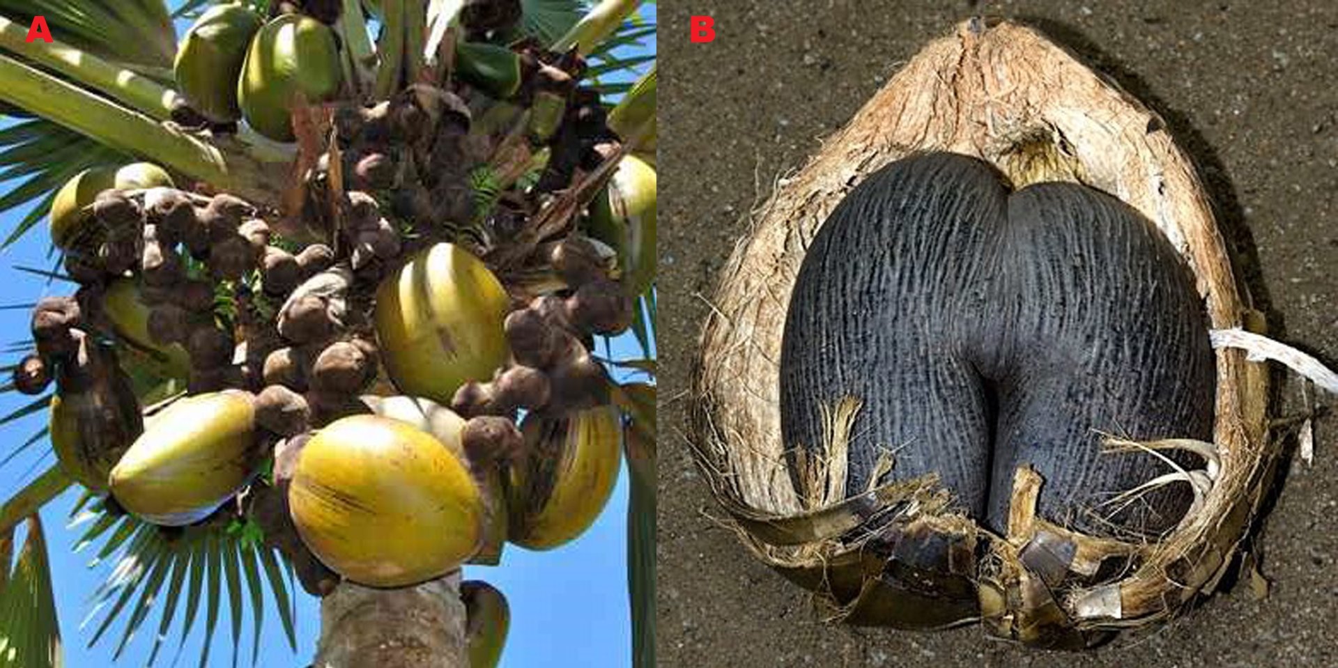 Obr. 5. A) Postupně dozrávající plody coco de mer (Lodoiceia Maldivica) Autor: ND, Převzato z:https://www.hotel-laroussette.com/mahe-guest-house/flora-fauna. B) Zralý ořech. Autor: Tony Camacho. https://fineartamerica.com/featured/coco-de-mer-lodoicea-mal