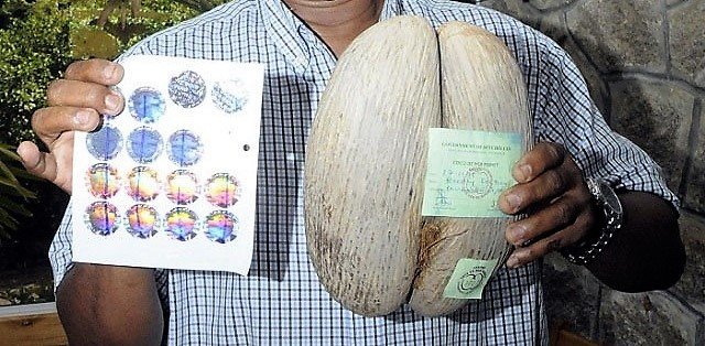 Obr. 7. Ukázka nových holografických značek zavedených seychelskou vládou k registraci plodů "coco de mer", k ochraně nelegálního vývozu a zamezení padělků. Převzato z: http://www.seychellesnewsagency.com /articles/6669/ Counterfeit+fight+New+coco+de+mer+