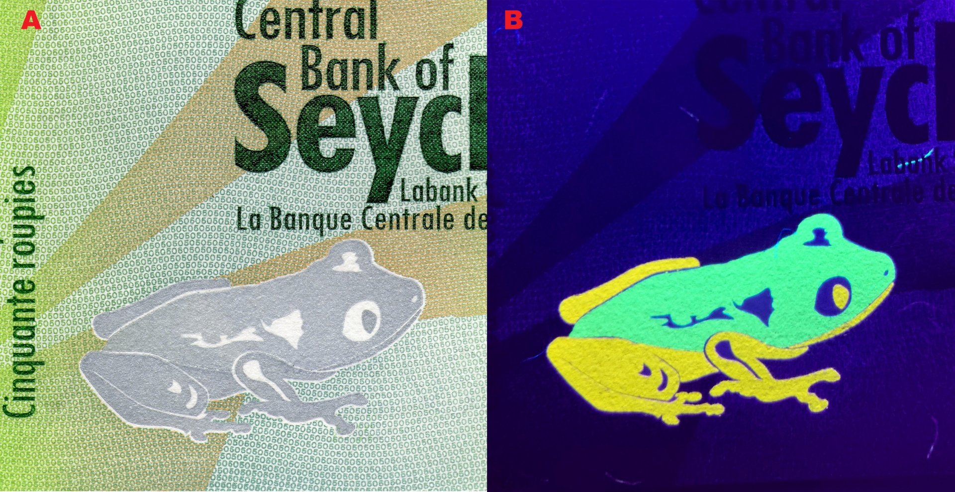Obr. 6 A) Kresba rosničky seychelské v levém dolním roku reverzu bankovky B) UV pozitivita této kresby
