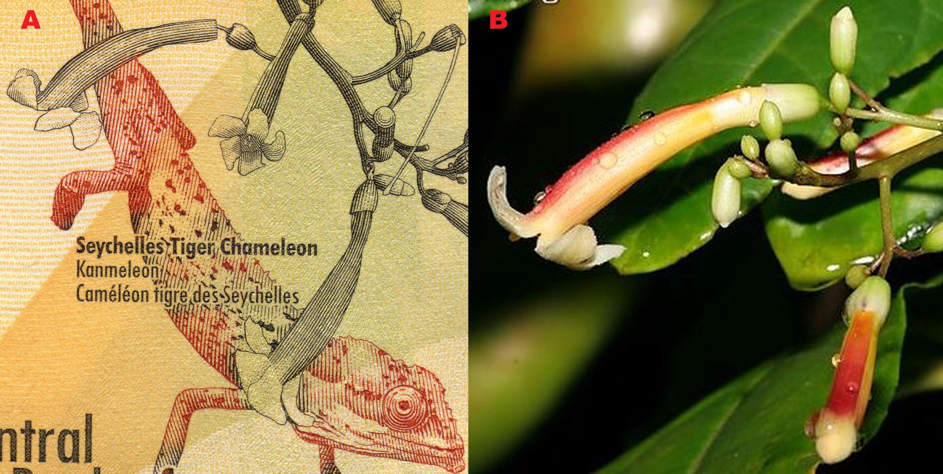 Obr.1 A) Květenství Colea seychellarum ve výřezu averzu bankovky P#51 B) Ilustrační fotografie. Autor: Christopher Kaiser-Bunbury. Převzato z: https://proof.arkive.org/colea/colea-seychellarum/image G127162