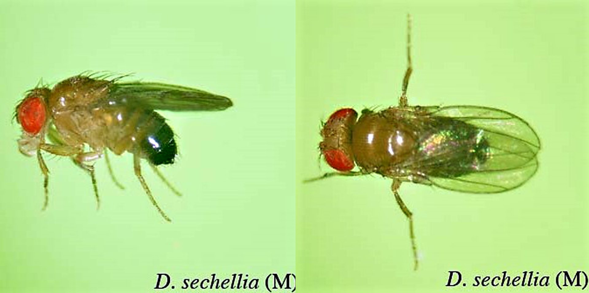 Obr. 2 Sameček Drosophila sechellia. Převzato z: https://kyotofly.kit.jp/ehime/spdescription/sechellia.html