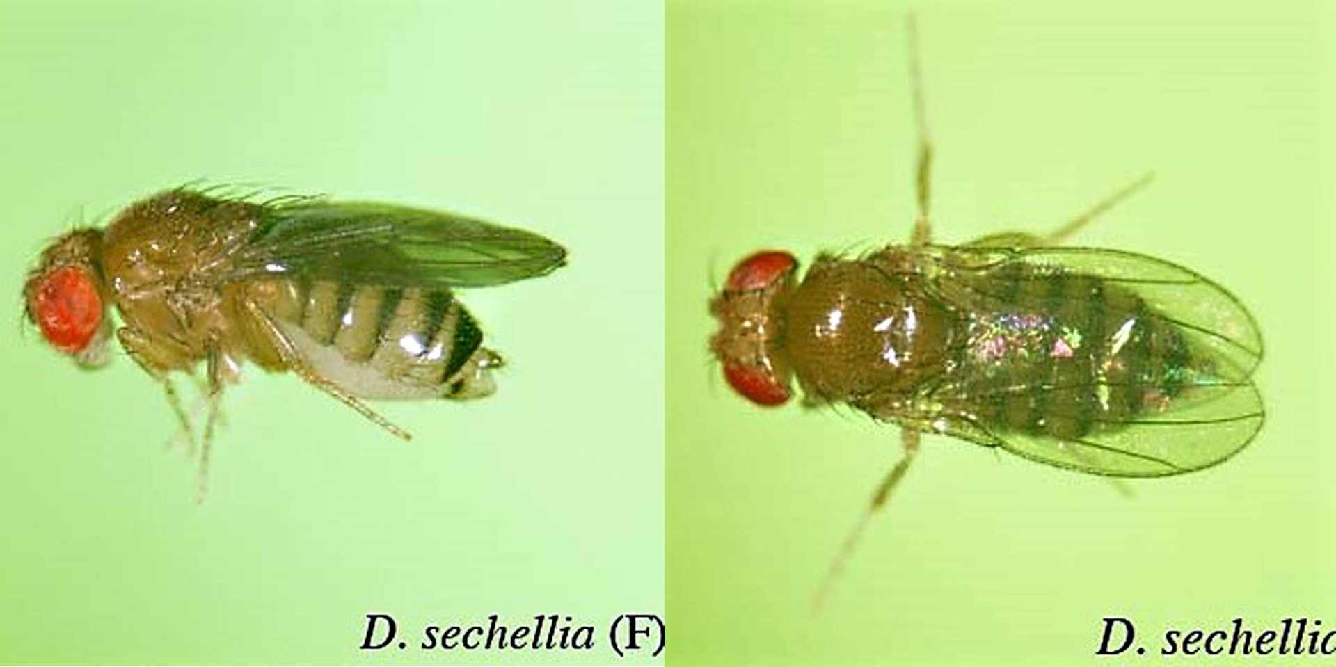 Obr. 3 Samička Drosophila sechellia. Převzato z: https://kyotofly.kit.jp/ehime/spdescription/sechellia.html