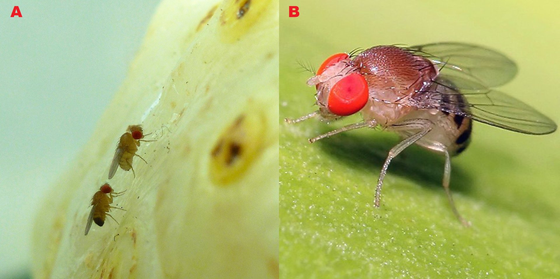 Obr. 4 A) Dva exempláři octomilky na ovoci „noni“. Převzato z: Max Planck Institute for Chemical Ecology, Germany; Neurobiologie Unit. B) Detailní snímek octomilky seychelské. Autor: Muhammad Mahdi Karim. Převzato z: https://phys.org/news/2019-01-fruit-fl