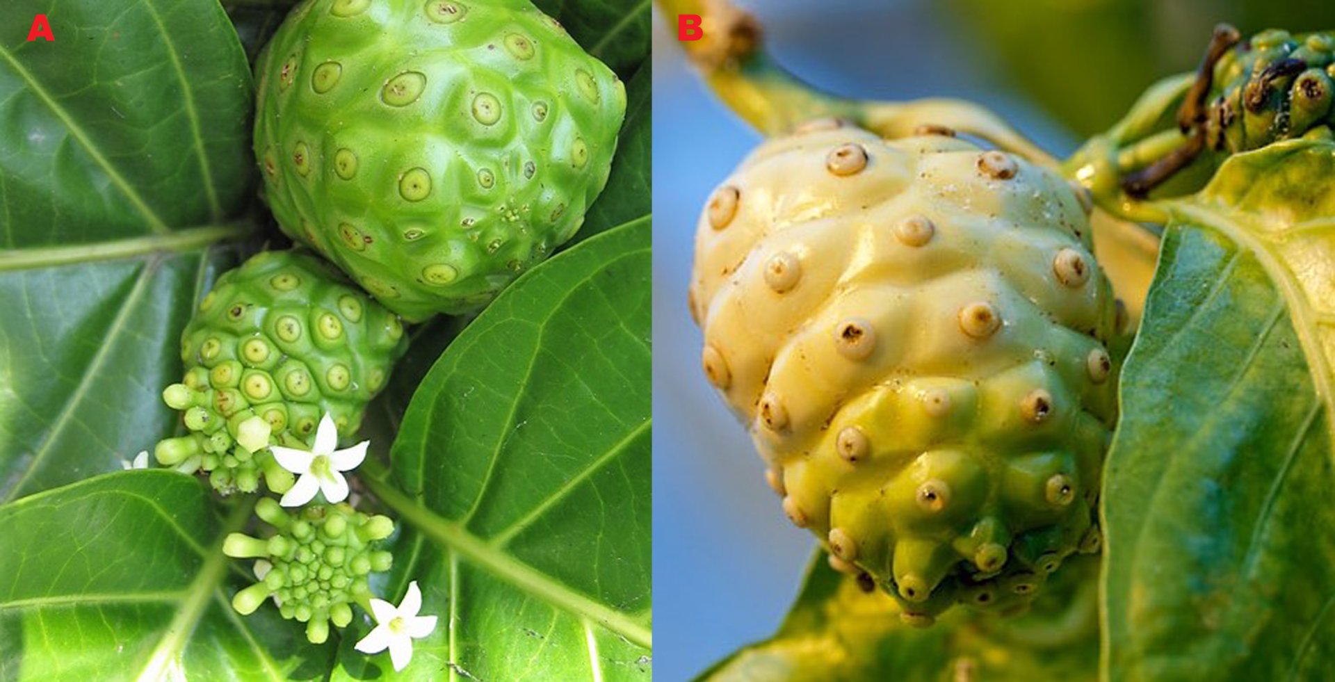 Obr. 5 Morinda citrifolia (Rojok barvířský), nazývaný také „indická moruše“ s plody „noni“ v různém stádiu vývoje. Autor: ND Převzato z: ilustrace ze stránek ebay.co.uk B) Zralý plod rojoku barvířského. Autor: Anna Schroll. Převzato z: https://scitechdail