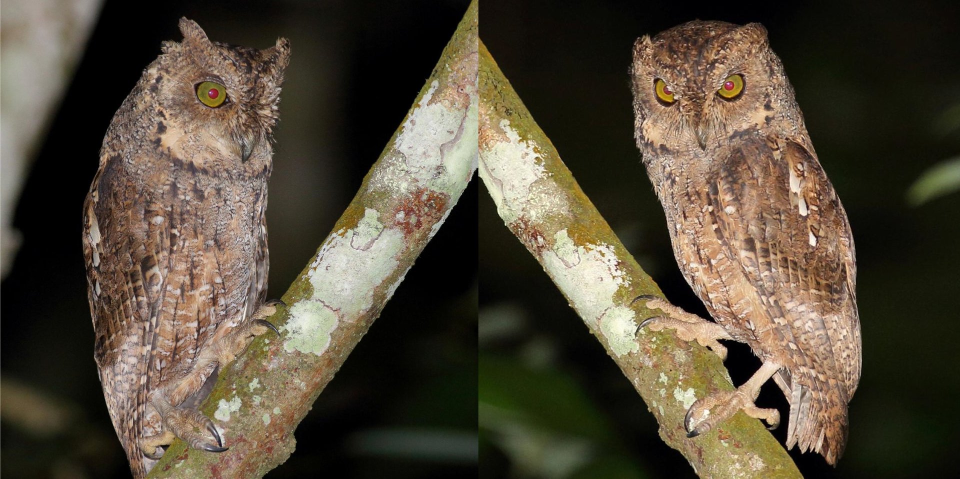 Obr. 2 pár výrečka ostrovního. Autor obou fotografií: Bill and Helen Simpson. Převzato z: SIMPSON_Seychelles_0607_2018.pdf