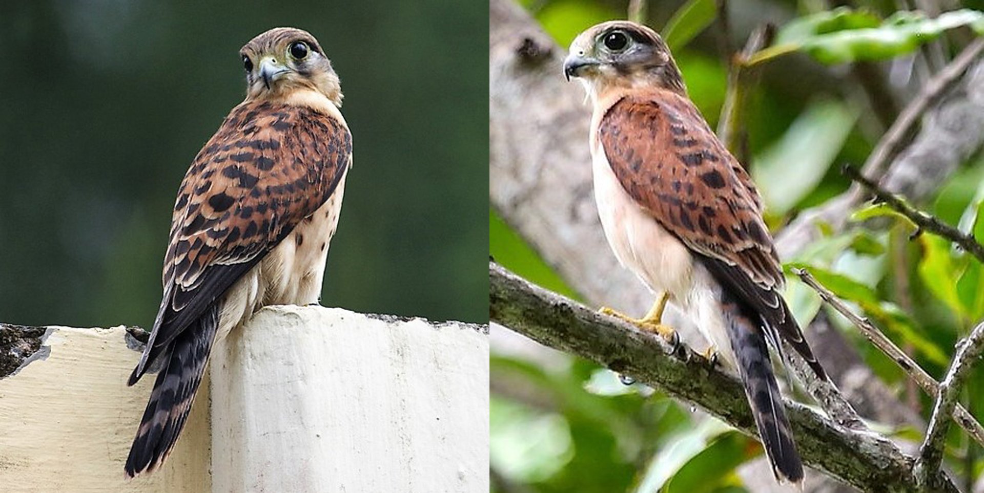 Obr. 2 A) Mladý jedinec poštolky seychelské s ještě patrnými skvrnkami na hrudi. Autor: Christopher Mason-Parker. Převzato z: http://www.archipelagoimages.net/seychelles-birds.html B) Dospělý exemplář. Autor: Philippe Stroot. Převzato z: http://www.oiseau