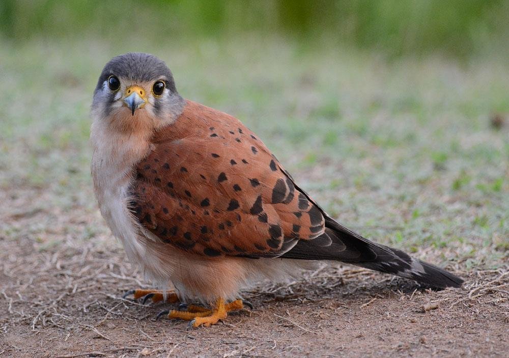Obr. 4 Poštolka seychelská (Falco araea) Autor: Mark van Beirs    Převzato z: https://www.hbw.com/ibc/ species/seychelles-kestrel-falco-araeus