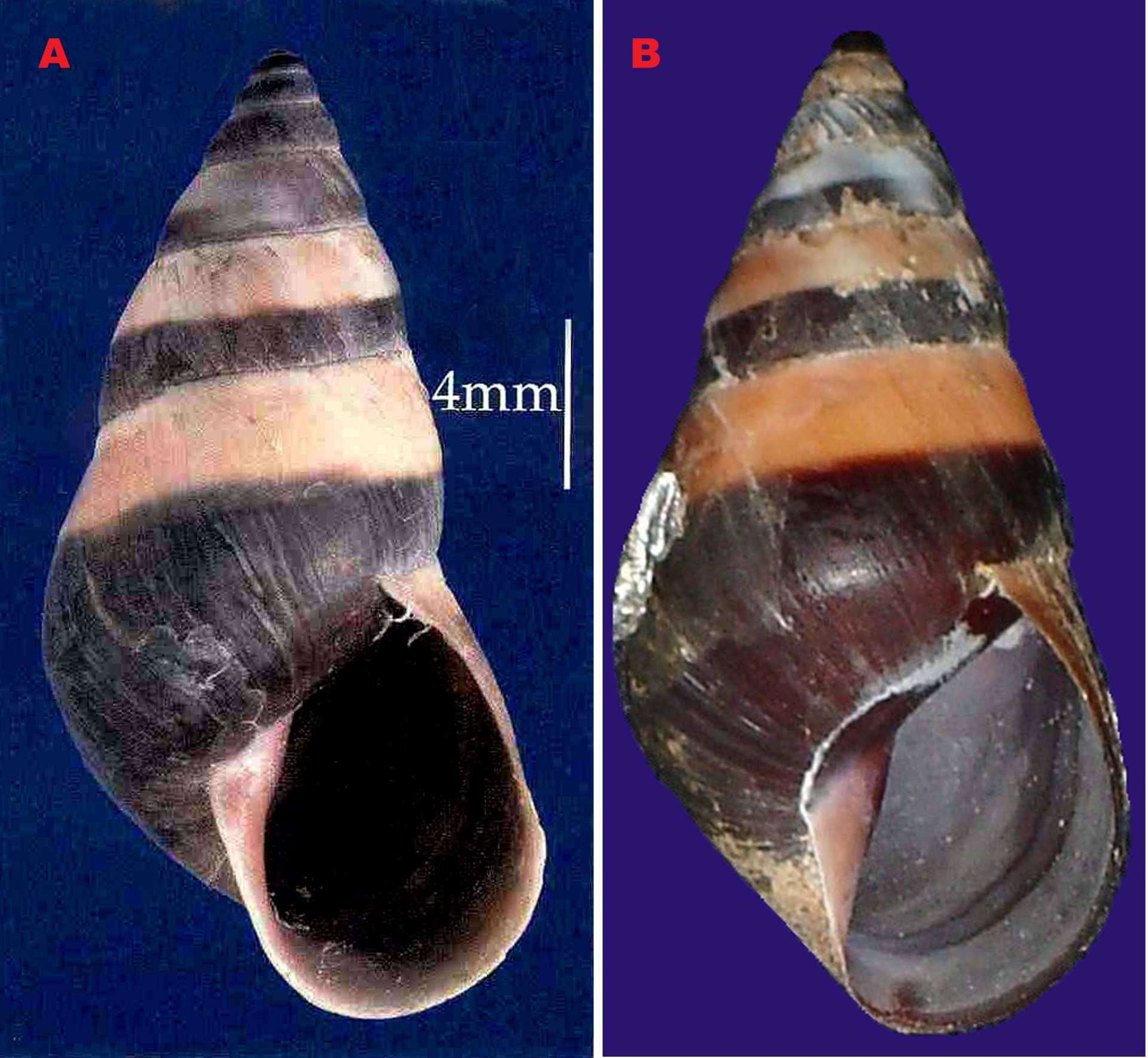 Obr. 3 Fotografie ulit Rhachistia aldabrae. A) Převzato z publikace: J.Gerlach, O.Griffiths. The land Snails of the Aldabra Islands, Western Indian Ocean. Journal of Conchology (2002), Vol.37., No.6, str. 670   B) Autor: J.Gerlach. Převzato z: https://isl